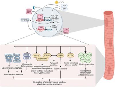 Time to Train: The Involvement of the <mark class="highlighted">Molecular Clock</mark> in Exercise Adaptation of Skeletal Muscle